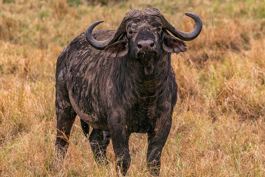 african,buffalo